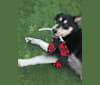 Keanu, a Labrador Retriever and Siberian Husky mix tested with EmbarkVet.com