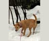 Bayleigh, a Staffordshire Terrier and Labrador Retriever mix tested with EmbarkVet.com