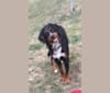 Violet, a Bernese Mountain Dog tested with EmbarkVet.com
