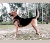 Dudud, a Hong Kong Village Dog tested with EmbarkVet.com