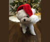 Madge, a Poodle (Small) tested with EmbarkVet.com