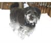 Lani (2009-2021), my greatest love!, a Shih Tzu and Poodle (Small) mix tested with EmbarkVet.com