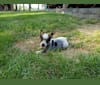 Dottie, an Australian Cattle Dog tested with EmbarkVet.com