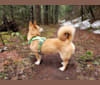 Wally (Walnut) Roonji, a Jindo and Japanese or Korean Village Dog mix tested with EmbarkVet.com