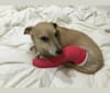 Maeson, a Rat Terrier and Russell-type Terrier mix tested with EmbarkVet.com