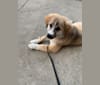 Photo of Henry, a Siberian Husky, Beagle, Poodle (Small), and American English Coonhound mix in Kentucky, USA