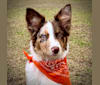 Tessa, an Australian Shepherd tested with EmbarkVet.com