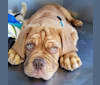Buford, a Dogue de Bordeaux tested with EmbarkVet.com
