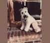 Photo of Boone's Winsome Beau Dandy, a Soft Coated Wheaten Terrier  in Cincinnati, Ohio, USA