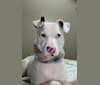 Photo of Casper, an Australian Cattle Dog, American Pit Bull Terrier, American Eskimo Dog, Boxer, and Mixed mix in Chattanooga, Tennessee, USA