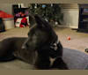 Samus, a German Shepherd Dog and Siberian Husky mix tested with EmbarkVet.com