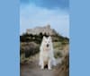 Athena, a German Shepherd Dog and Siberian Husky mix tested with EmbarkVet.com