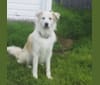 Thor, a Great Pyrenees and German Shepherd Dog mix tested with EmbarkVet.com