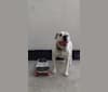 Hugo, an American Bulldog tested with EmbarkVet.com