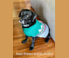 Pierce, a Formosan Mountain Dog and Beagle mix tested with EmbarkVet.com