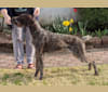 Sage, a German Wirehaired Pointer tested with EmbarkVet.com