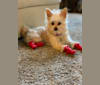 Lily, a Pomeranian and Bichon Frise mix tested with EmbarkVet.com