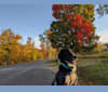 Kuiper, an American Foxhound and Siberian Husky mix tested with EmbarkVet.com