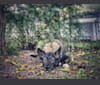 Rex, an Australian Shepherd and American Pit Bull Terrier mix tested with EmbarkVet.com