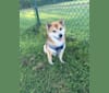 Photo of Tyler, a Shiba Inu  in St. Augustine, Florida, USA