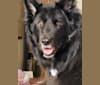 Kelly, a Border Collie and Canadian Eskimo Dog mix tested with EmbarkVet.com
