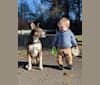 Photo of Titan, an American Pit Bull Terrier, Australian Cattle Dog, German Shepherd Dog, and Mixed mix in Beaverton, Oregon, USA