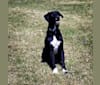 Fitz, a Labrador Retriever and Border Collie mix tested with EmbarkVet.com