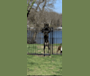 Photo of Diesel, a Boerboel, Neapolitan Mastiff, and Rottweiler mix in Pasadena, Maryland, USA