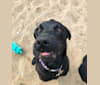 Heidi, a Labrador Retriever and Golden Retriever mix tested with EmbarkVet.com
