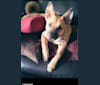 Emma, an Akita and Rottweiler mix tested with EmbarkVet.com