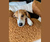 Emmett, a Beagle and Miniature Pinscher mix tested with EmbarkVet.com