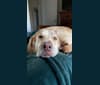 Photo of Kona, a Labrador Retriever, American Bulldog, Australian Shepherd, Golden Retriever, Great Pyrenees, Boxer, and Siberian Husky mix in San Diego, California, USA