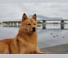 Photo of Adonis, a Finnish Spitz  in Klamath Falls, OR, USA