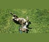 Akira, a Labrador Retriever and Australian Cattle Dog mix tested with EmbarkVet.com