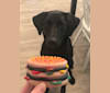 Colby, a German Shepherd Dog and Labrador Retriever mix tested with EmbarkVet.com