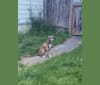 Jax, an American Pit Bull Terrier and Labrador Retriever mix tested with EmbarkVet.com