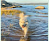 Photo of keiki, a Great Pyrenees and Mixed mix in Georgetown, CA, USA