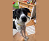 Oreo, an Arabian Village Dog tested with EmbarkVet.com