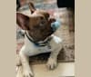 Winston, a French Bulldog tested with EmbarkVet.com