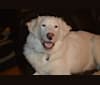 casper, a Great Pyrenees and Labrador Retriever mix tested with EmbarkVet.com