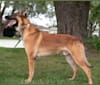Photo of Uther, a Belgian Shepherd  in Chicago, IL, USA