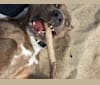 Buddy, a Beagle and German Shepherd Dog mix tested with EmbarkVet.com