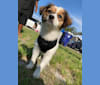 Photo of Buddy French, a Chihuahua, Russell-type Terrier, Poodle (Small), and Shih Tzu mix in Panama City, Florida, USA
