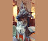 Django, an Eastern European Village Dog tested with EmbarkVet.com