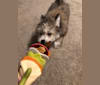 Coquito, a Chihuahua and Bichon Frise mix tested with EmbarkVet.com