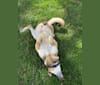 Momo, a German Shepherd Dog and Rottweiler mix tested with EmbarkVet.com