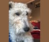 Photo of Shadow, a Wire Fox Terrier  in Brumley, MO, USA