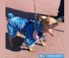 Johnny Dulce, a Chihuahua and Cocker Spaniel mix tested with EmbarkVet.com