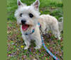 Willow, a Cairn Terrier and Maltese mix tested with EmbarkVet.com