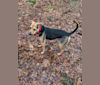 Hunter, a Labrador Retriever and Miniature Schnauzer mix tested with EmbarkVet.com